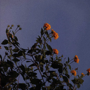 久久婷婷成人动漫
